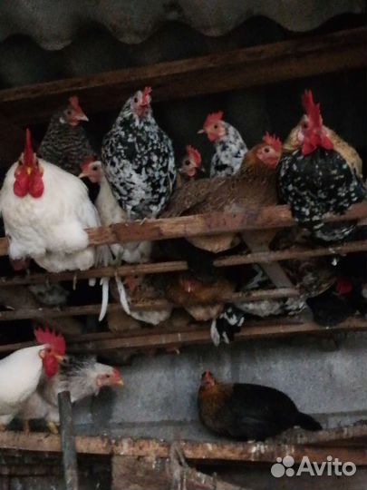 Карликовые куры