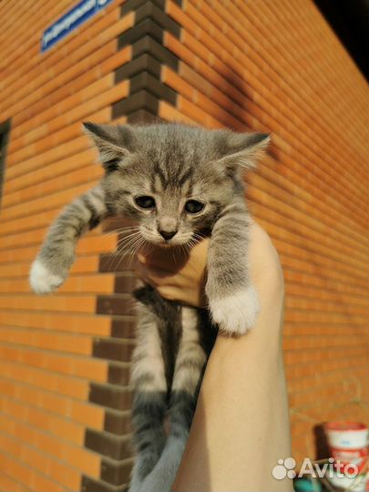 Котята бесплатно