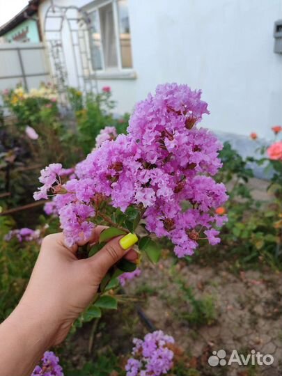 Лагерстрёмия индийская (индийская сирень)