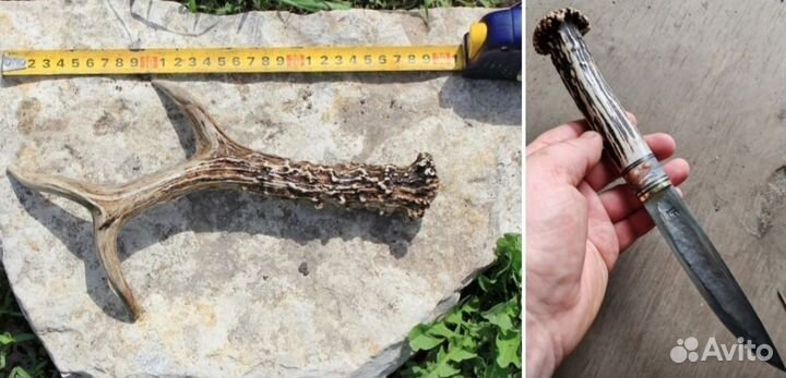 Рога косули