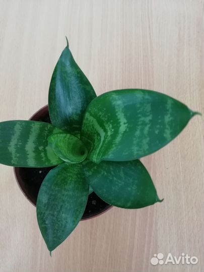 Сансевиерия сортовая