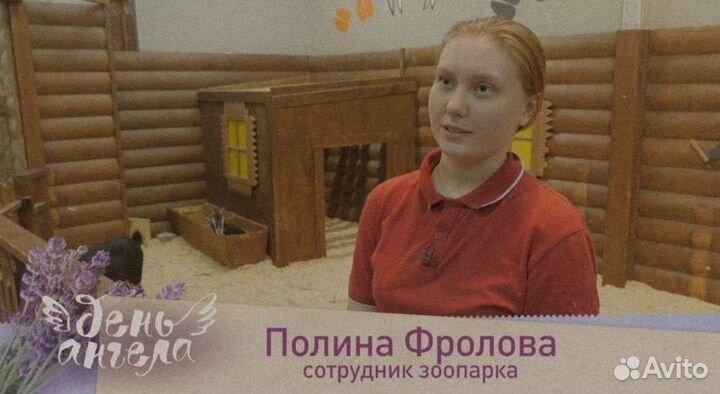 Домашняя передержка животных