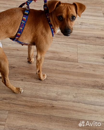 Найдена собака