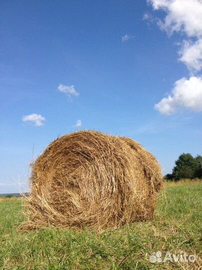 Сено в рулонах