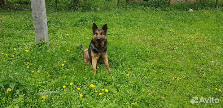 Щенки немецкой овчарки