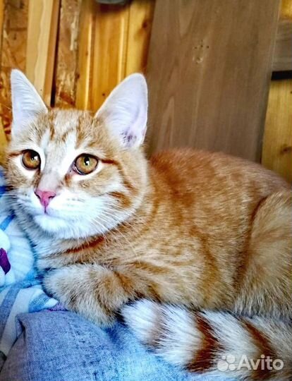 Домашние животные котята