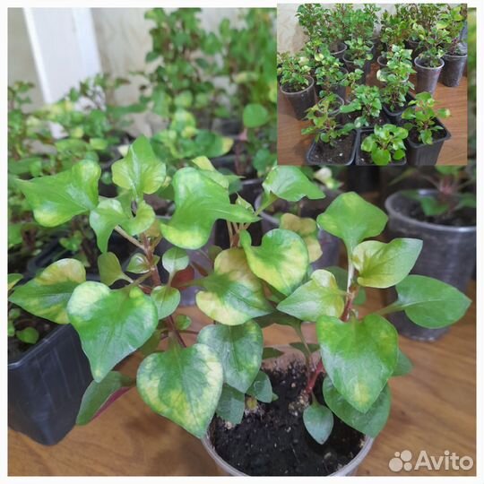 Альтернантера