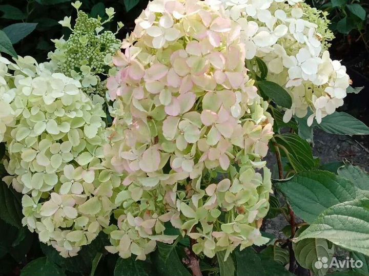 Декоративные, плодовые, деревья и кустарники