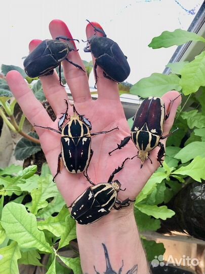 Экзотические жуки и их личинки, кузнечки