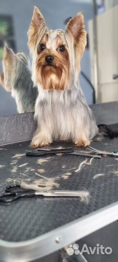 Вязка Йоркширский терьер мини беби фейс