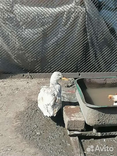 Подсадные кряковые утки для охоты
