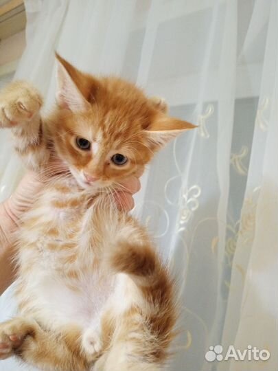 Котята мейн-кун
