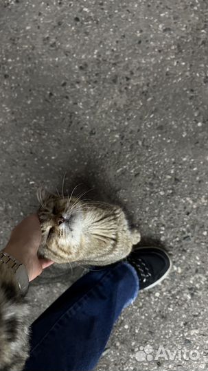 Котик в добрые руки