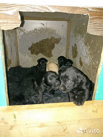 Лабродетки