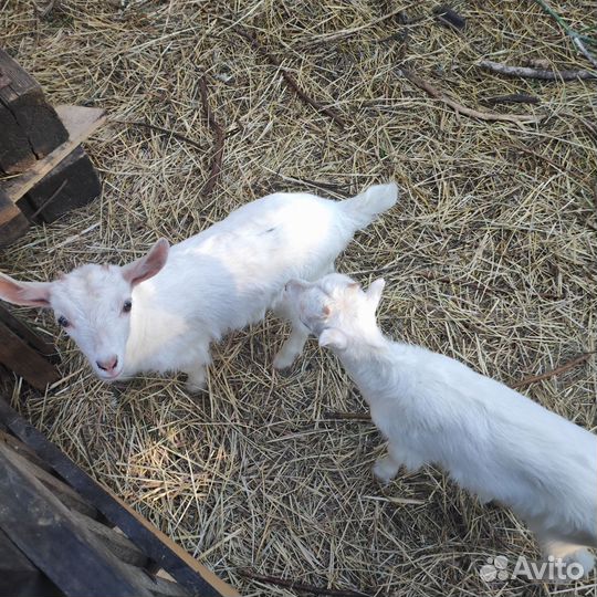 Продам козочек