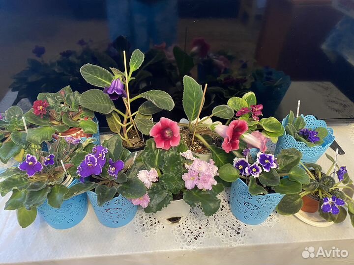 Фиалки и глоксинии
