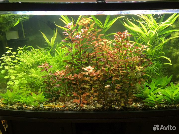 Растения для аквариума