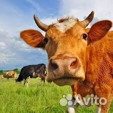 Крс живым весом