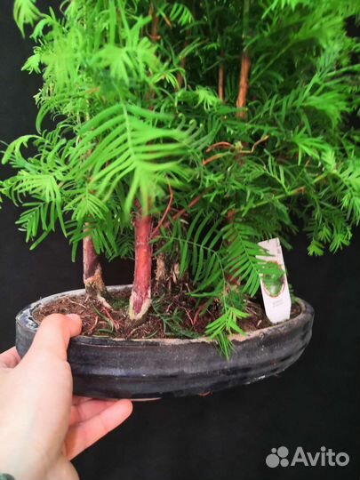 Дерево бонсай метасеквойя 30/40