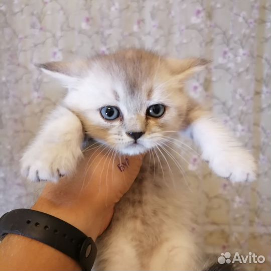 Британчики- шиншиллы