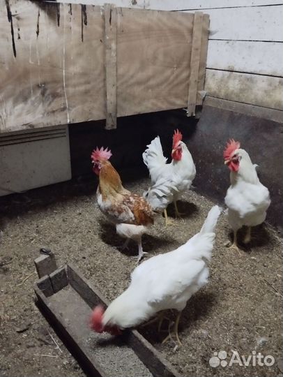 Молодые петухи
