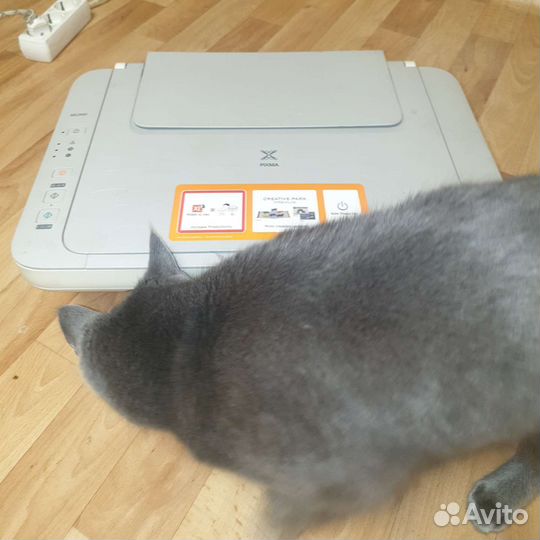 Цветной принтер сканер canon pixma mg2440