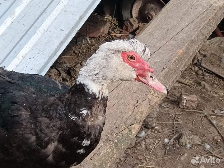 Утки индоутки чешские шептуны