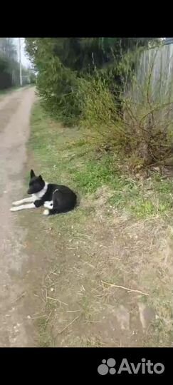 Собака в добрые руки отдам бесплатно щенки