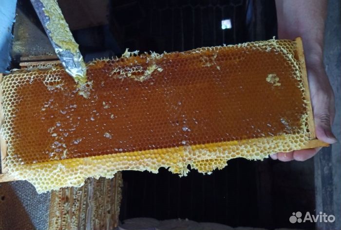 2023 года Мед Алтайский опт