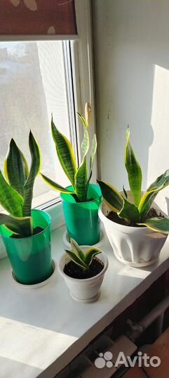 Сансевиерия