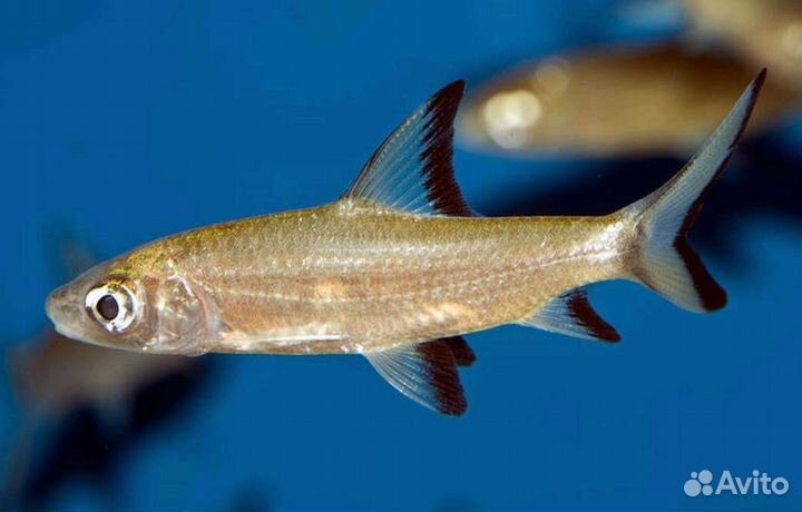 Акулий балу 5-7см рыбки для аквариума