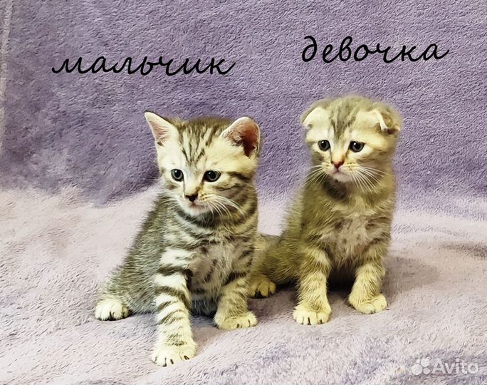 Чистокровные шотландские котята