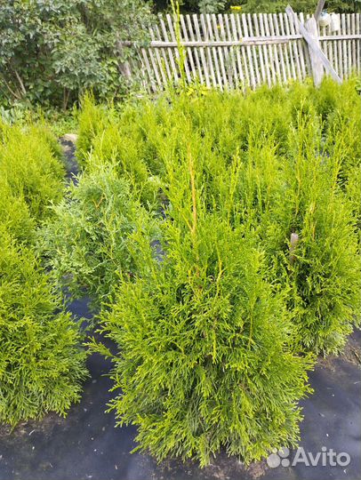 Саженцы туи смарагд