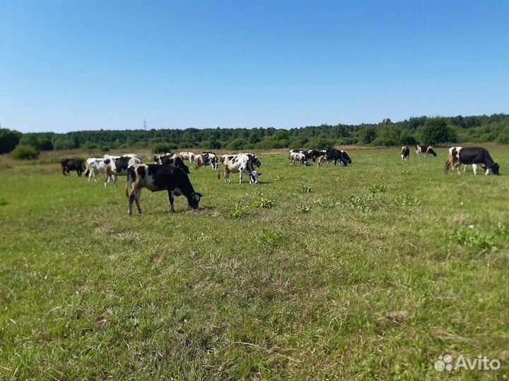Молоко фермерское в розницу/опт от производителя