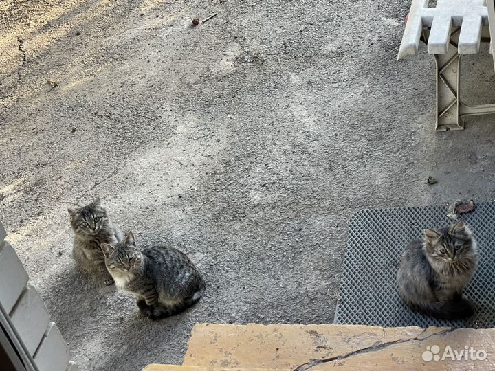 Котята в добрые руки бесплатно