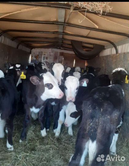 Бычки телята