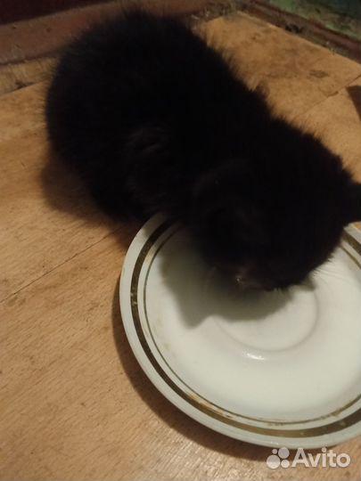 Черный котенок в добрые руки