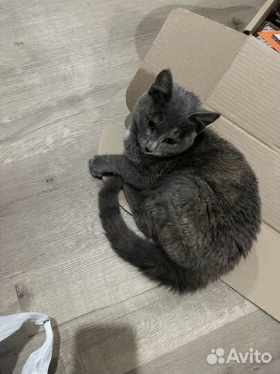 Кошка в дар