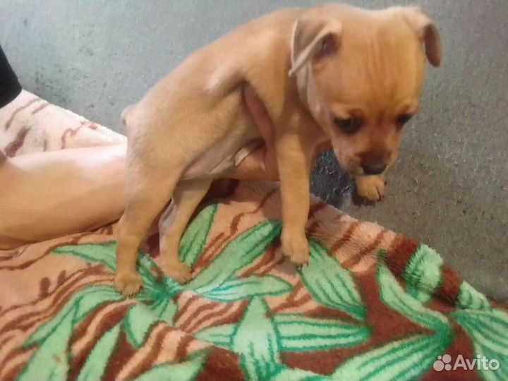 Маленькая собака