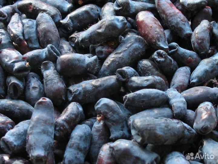 Жимолость ягода