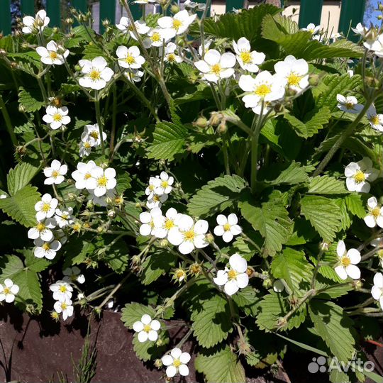 Земклуника Купчиха и Пенелопа, усы и кустики