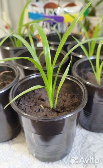 Отводки Пандан