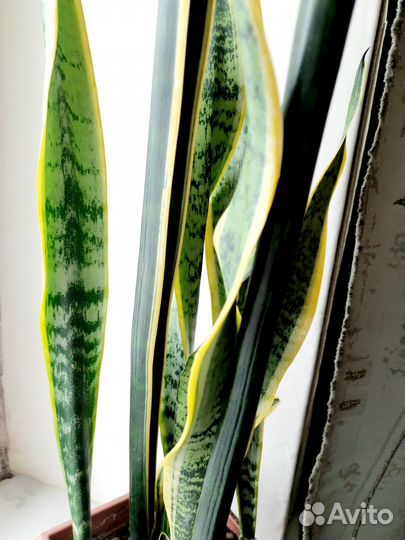 Сансевиерия лауренти