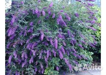 Лагерстремия