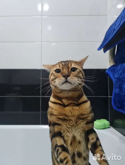 Бенгальский кот