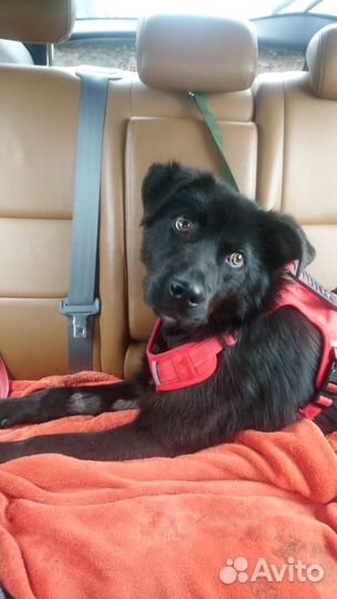 Щенок в добрые руки бесплатно