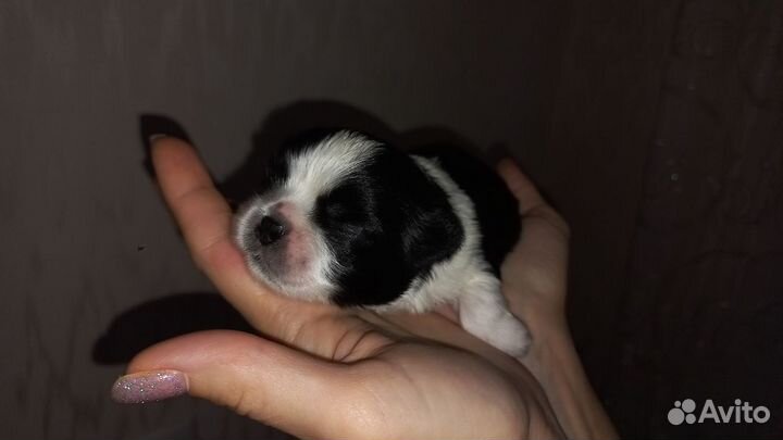 Мальчик Ши-Тцу