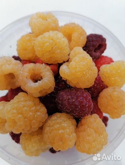 Малина ремонт. Жёлтая, Красная