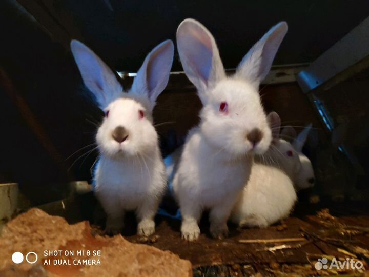Продам кроликов: калифорниец, помесь фландера с ве