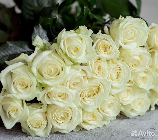 Розы Эквадор Метровые 100 см доставка Москва